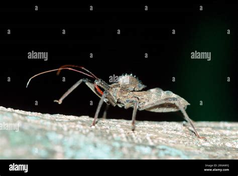 Wheel Bug Arilus Cristatus Audubon Corkscrew Swamp Sanctuary Wheel