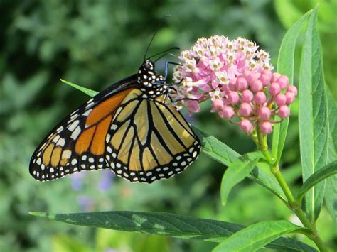 Milkweed: Mother's milk for monarch butterflies, but yield-robbing weed ...