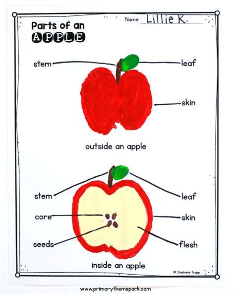 Parts Of An Apple Free Printable