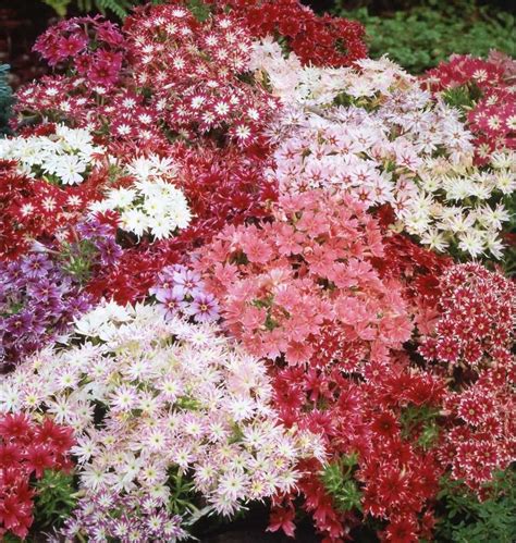 Флокс Звездный дождь: смесь, выращивание из семян, фото цветов