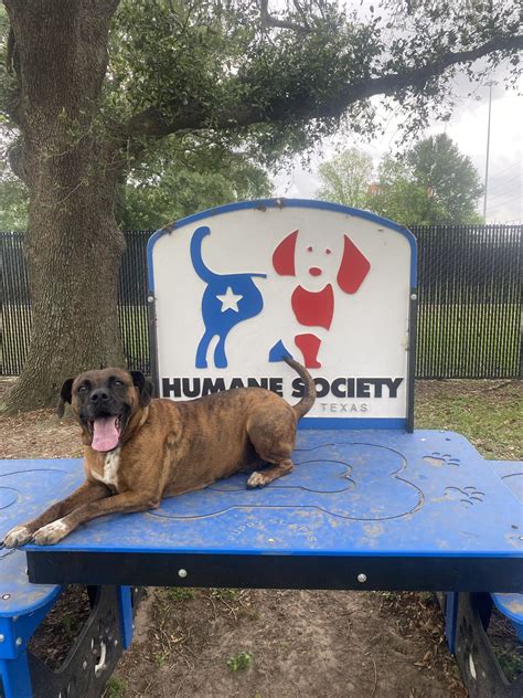 Humane Society of... - Humane Society of Southeast Texas