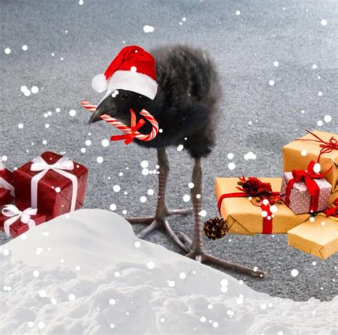 Pūkeko Know Your Meme