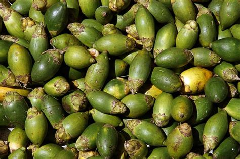 Betel Nuts Areca Catechu Areca Nut Buai In Mount Hagen Papua New