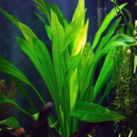 Echinodorus amazonicus – Flora Aquática®