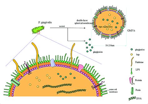| Characteristic of P. gingivalis. (1) As the most common periodontal ...