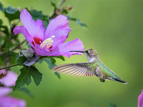 Black Chinned Hummingbird Photograph By Mark Mille Fine Art America