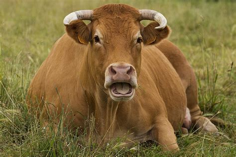 Limousin Cattle Photograph By Jean Michel Labat Fine Art America