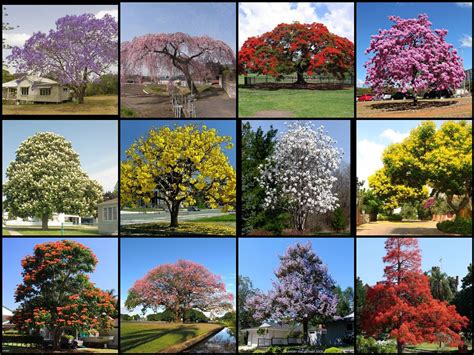 Guinep Tree Inflorescence