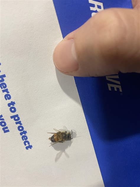 botfly  bee rentomology