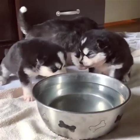 Why am I still thirsty? | Scrolller