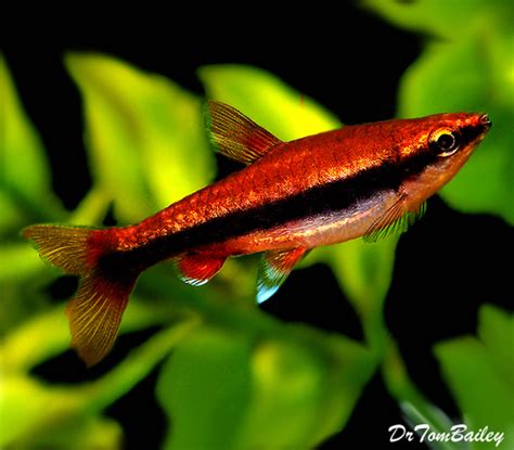 Misc. Fish