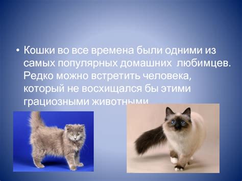 Кошки
