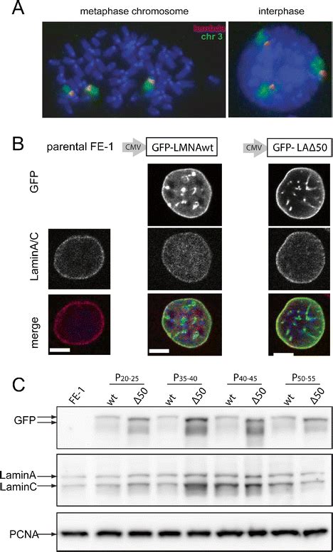 Expression Of Mutant And Wild Type Lamin As In MutaMouse Cells A FISH