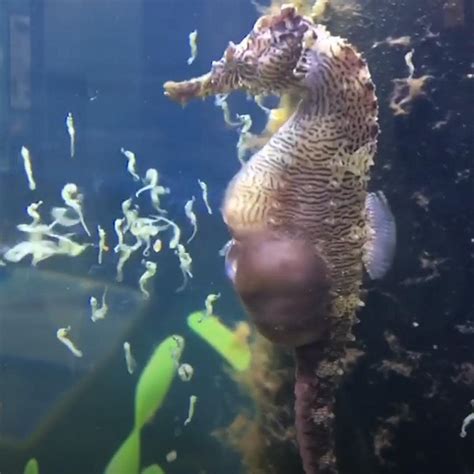 male seahorse  birth   babies