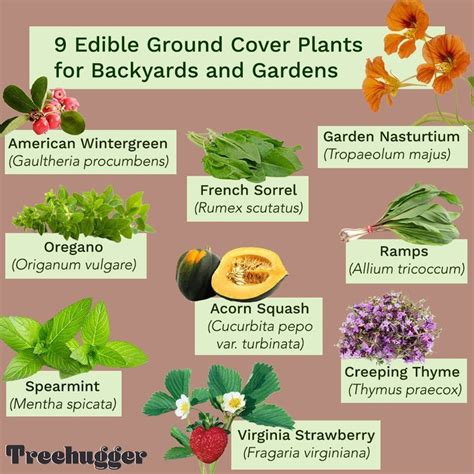 11 Edible Ground Cover Plants For Backyards And Gardens Artofit