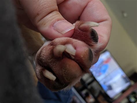 My Dog Has Blood Under Nail: Injury or Quick? Learn More | Petco