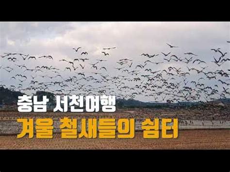 4K 충남 서천여행 국내 최대 철새 도래지 금강하구둑 - YouTube