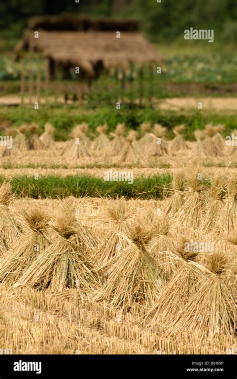 Brown Brownish Brunette Harvest Farm Reap Asian Backdrop Background Rice Yellow Stock Photo Alamy