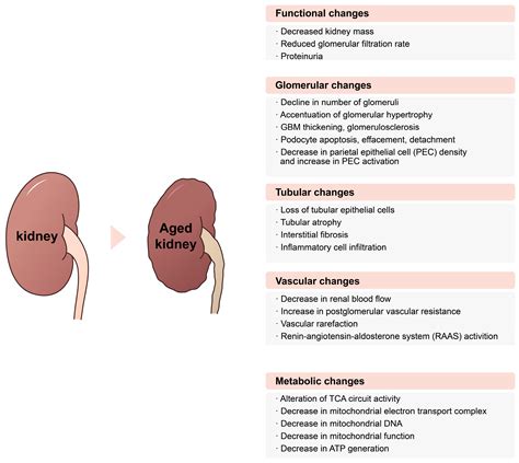 Molecular Mechanisms Associated with Aging Kidneys and Future Perspectives