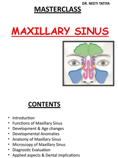 maxillary sinus  epithelium human nose