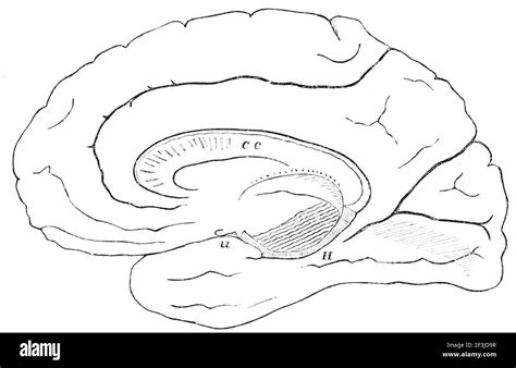 hemisphere   human brain stock photo alamy