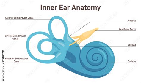 Inner ear anatomy. Vestibular system organ. Membranous labyrinth Stock ...