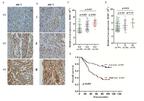 Immunohistochemical Ihc Staining Of Lon Protein In Bladder Cancer