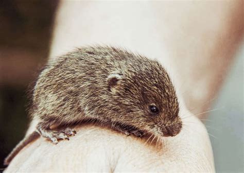 Vole Vs Mole
