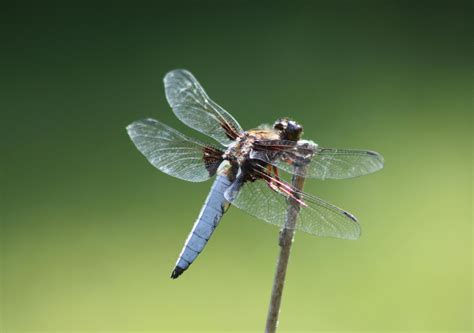 Remy Lacroix Photos, Download The BEST Free Remy Lacroix Stock Photos