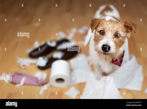 Funny Naughty Playful Puppy Smiling And Playing With Chewed Shoes