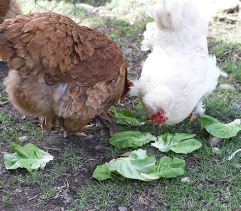 So Can Chickens Eat Lettuce