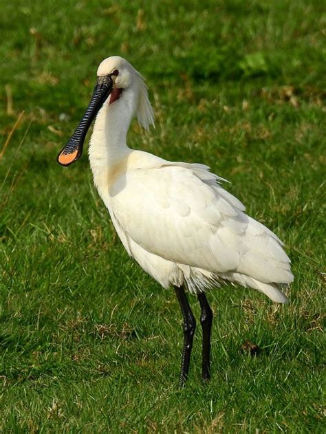 Birds With Long Beaks In Florida