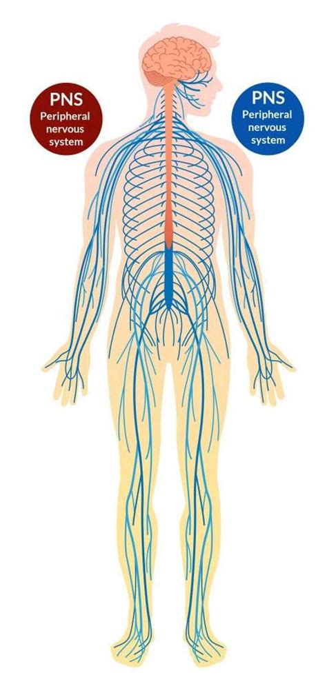 The Human Nervous System Gcse Biology Revision