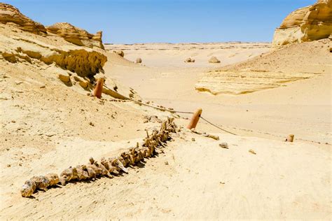 Egypts Whale Valley What Wadi Al Hitan Can Teach Us