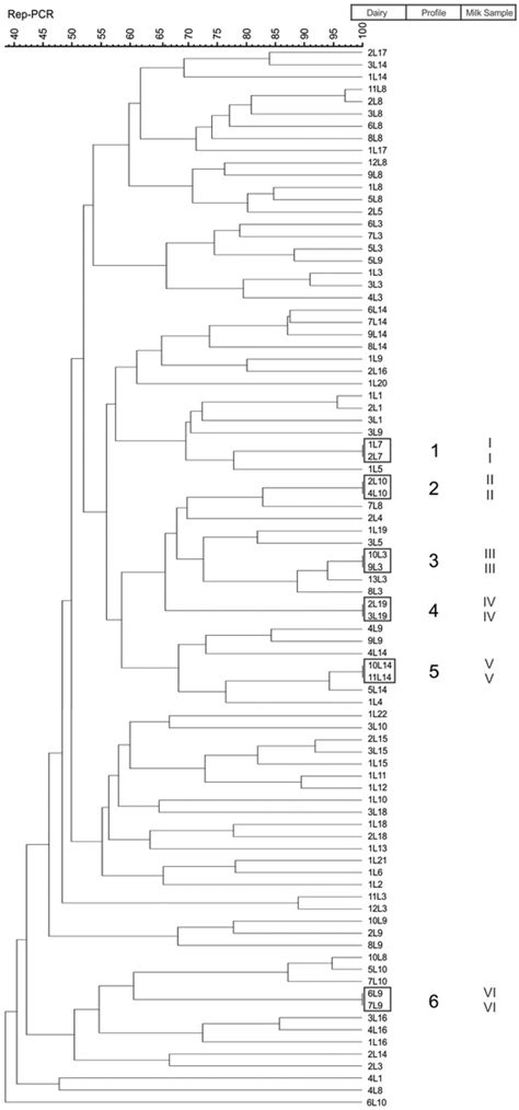 Dendrogram Of Similarity Of The Rep Pcr Electrophoretic Profiles Among