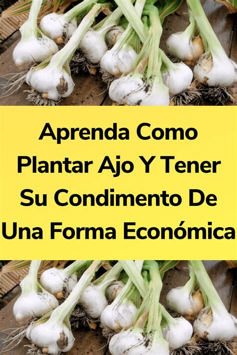 Aprenda Como Plantar Ajo Y Tener Su Condimento De Una Forma Econ Mica