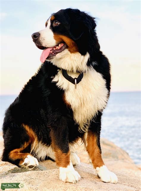 Female Bernese Mountain Dog Ready To Breed - Stud Dog in Attleboro, MA, the United States