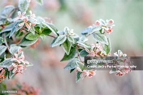 Pink Abelia Photos And Premium High Res Pictures Getty Images