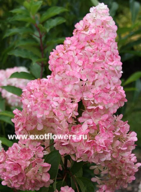 Гортензия метельчатая Vanille Fraise | Магазин EXOTFLOWERS