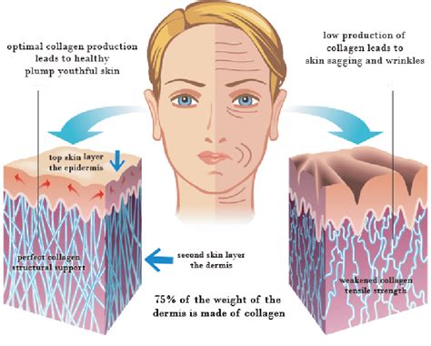Building Collagen in Skin images