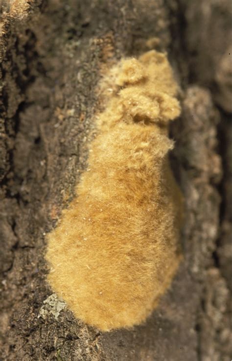 Life Cycle Spongy Moth In Wisconsin