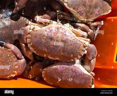 Dh Cancer Pagurus Crab Uk Fish Box Of Crabs Edible Crab Brown Crab Uk