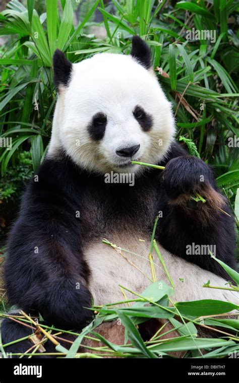 Oso Panda Comiendo bambú gigante Fotografía de stock - Alamy