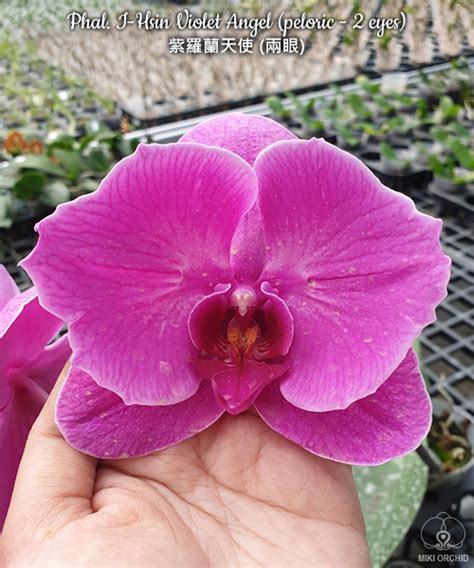 Phalaenopsis I-Hsin Violet Angel (peloric - 2 eyes)