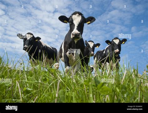 domestic cattle holstein friesian type dairy cows herd standing