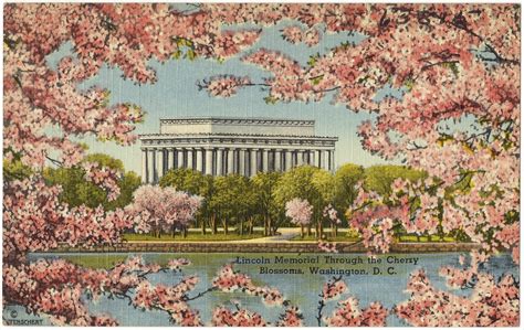 Facts About Washington Dc S Cherry Blossom Festival Postcard