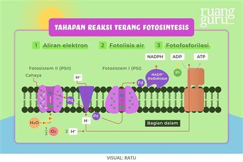 Perbedaan Fotosintesis Dan Kemosintesis Serta Proses Terjadinya Biologi Kelas 12