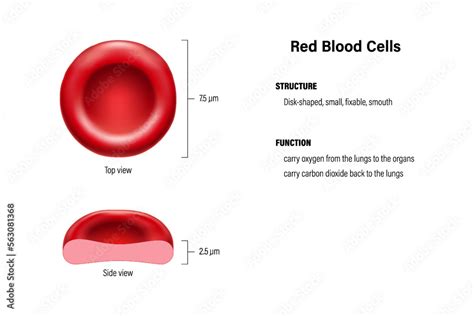 Structure and function of red blood cells vector. Erythrocytes top view ...