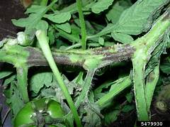 Black Stems On Tomatoes