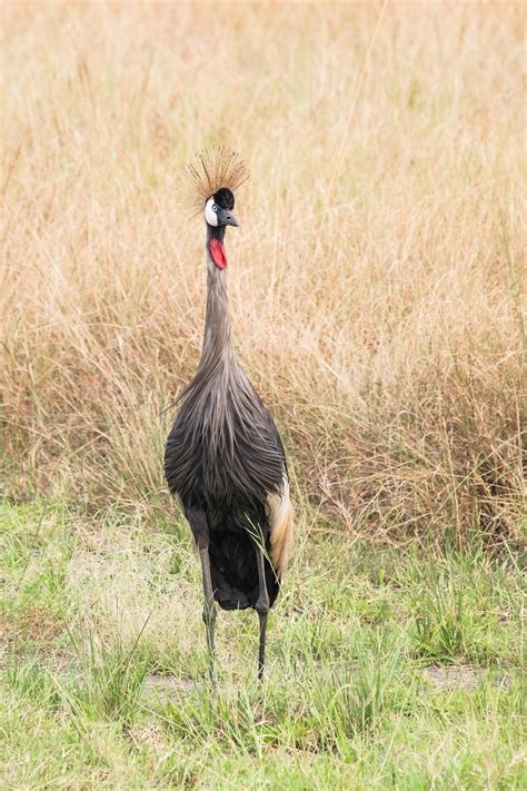 Uganda Wildlife Travel on Behance